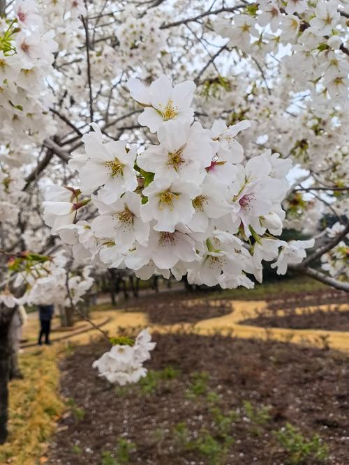 6白色樱花绽放